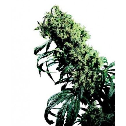 Northern Lights #5 x Haze